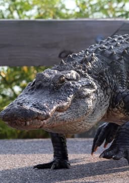 American Alligator