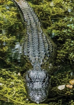 American Alligator