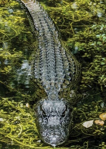 American Alligator