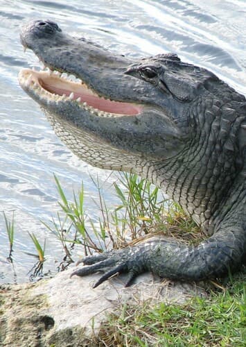 American Alligator