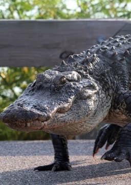 American Alligator