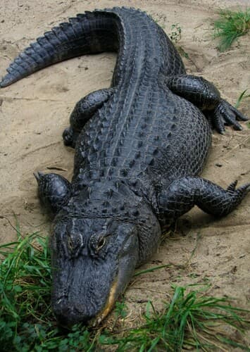 American Alligator