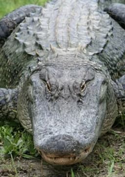 American Alligator