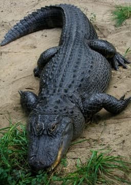 American Alligator
