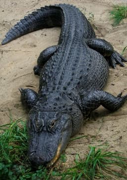 American Alligator