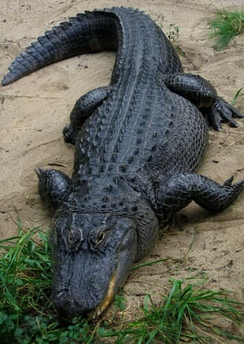 American Alligator