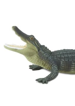 American Alligator