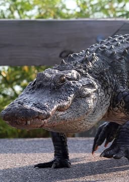 American Alligator