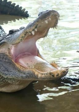 American Alligator