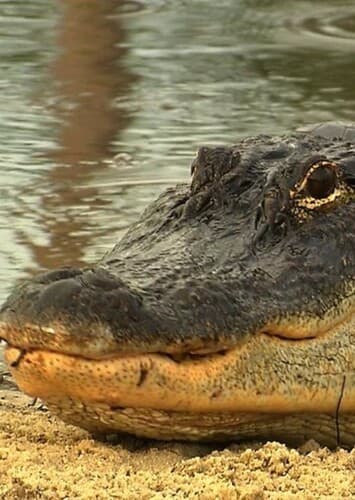 American Alligator
