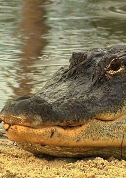 American Alligator