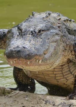 American Alligator