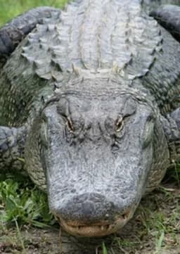 American Alligator