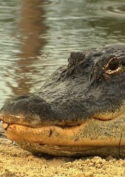 American Alligator