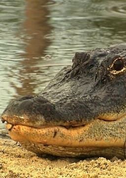 American Alligator