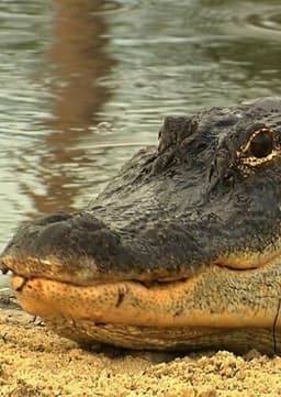American Alligator