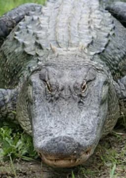 American Alligator
