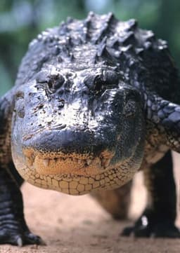 American Alligator