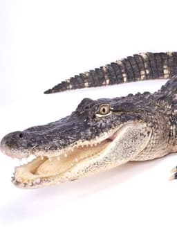 American Alligator