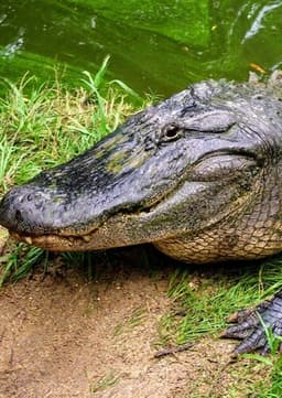 American Alligator