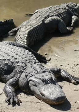 American Alligator