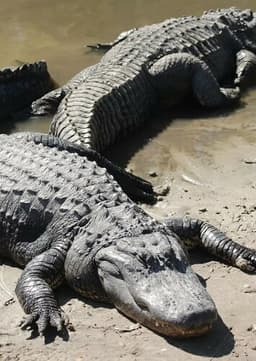 American Alligator