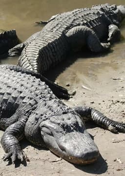 American Alligator