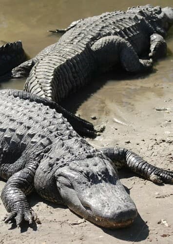 American Alligator