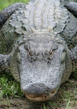 American Alligator