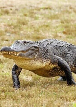 American Alligator