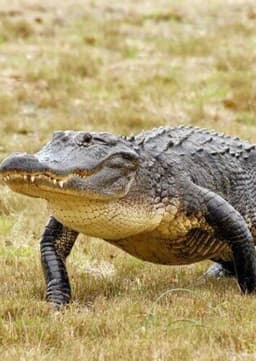 American Alligator