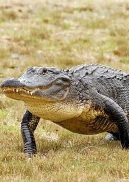 American Alligator