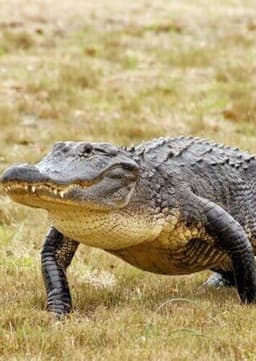 American Alligator