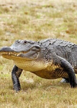 American Alligator