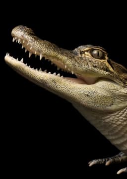 American Alligator