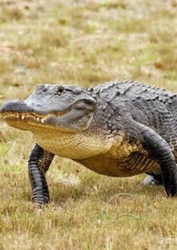 American Alligator