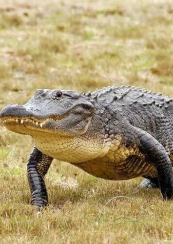 American Alligator