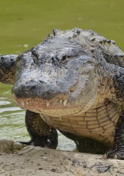 American Alligator