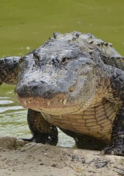 American Alligator