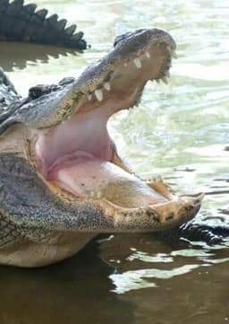 American Alligator