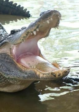 American Alligator