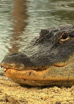 American Alligator