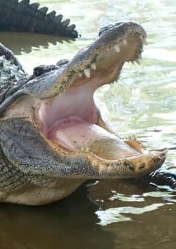 American Alligator