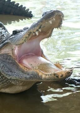 American Alligator