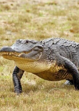 American Alligator