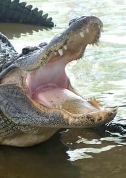 American Alligator