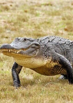American Alligator