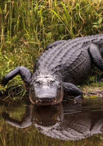 American Alligator