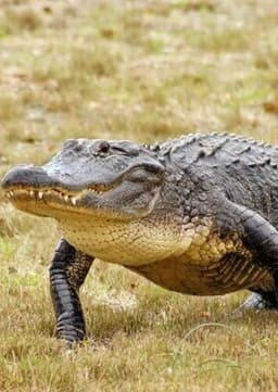 American Alligator