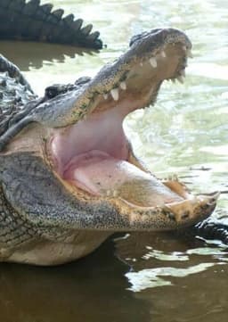 American Alligator